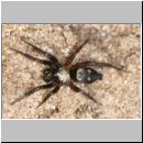 Callilepis nocturna - Plattbauchspinne 01 5mm - Sandgrube Niedringhaussee.jpg